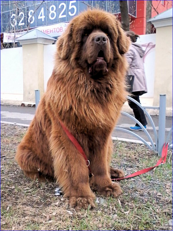 Фото: ньюфаундленд Браунблад МСК Хаким Голд Хайдар (Brownblood MSK Hakim Gold Haydar)