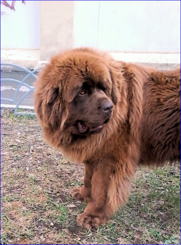 Фото: ньюфаундленд Браунблад МСК Хаким Голд Хайдар (Brownblood MSK Hakim Gold Haydar)