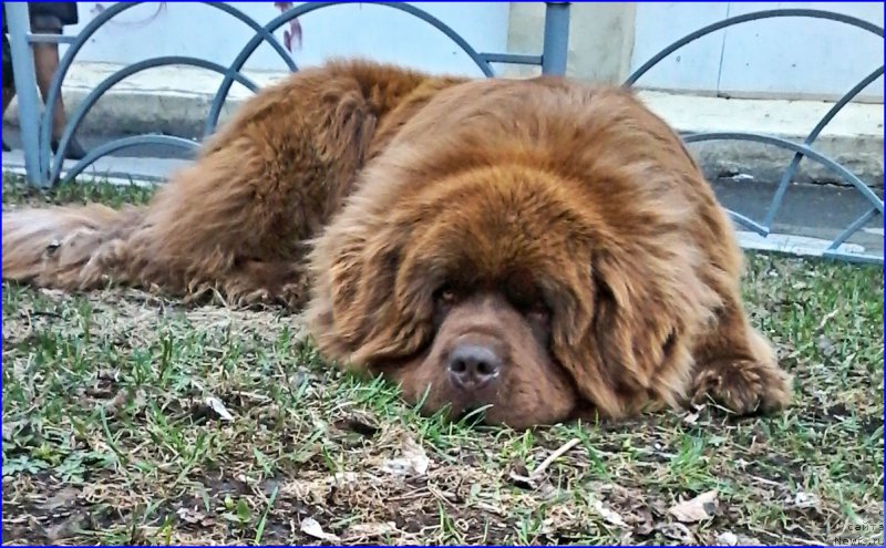Фото: ньюфаундленд Браунблад МСК Хаким Голд Хайдар (Brownblood MSK Hakim Gold Haydar)