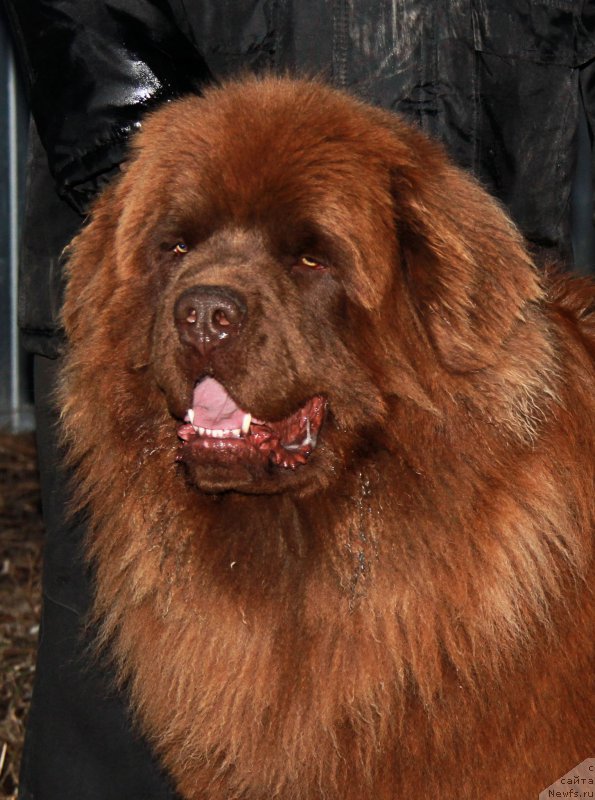 Фотография № 206290