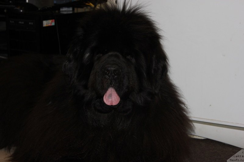 Фотография № 206293