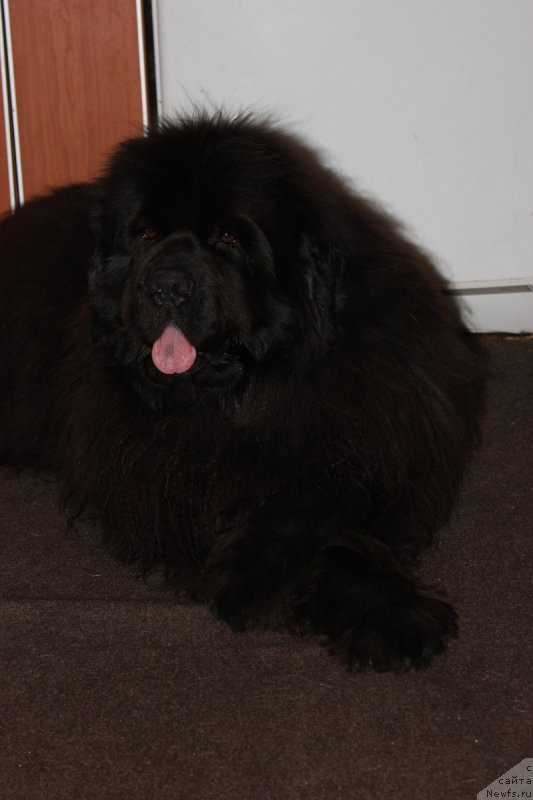 Фотография № 206297