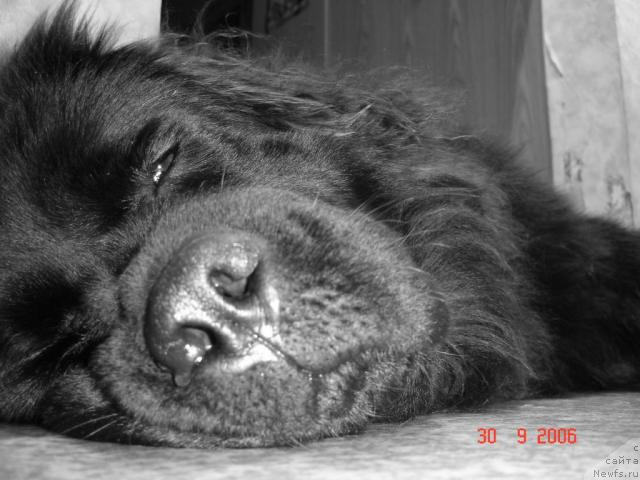 Фото: ньюфаундленд Чанси из Золотого Треугольника