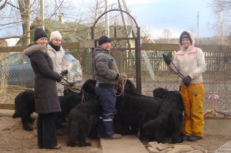 Фото: ньюфаундленд Bjornebandens Nancy Wilson, ньюфаундленд Дар Свезы Юлика Апус (Dar Svezy Ulika Apus), ньюфаундленд Дар Свезы Белив Ми (Dar Svezy Believe Me), ньюфаундленд Дар Свезы Фелисити-Феличита, ньюфаундленд Дар Свезы Експрофессо, ньюфаундленд Дар Свезы Екслибрис, Зыряновы -  Виктория и Виталий, помощники Марина и Ирина