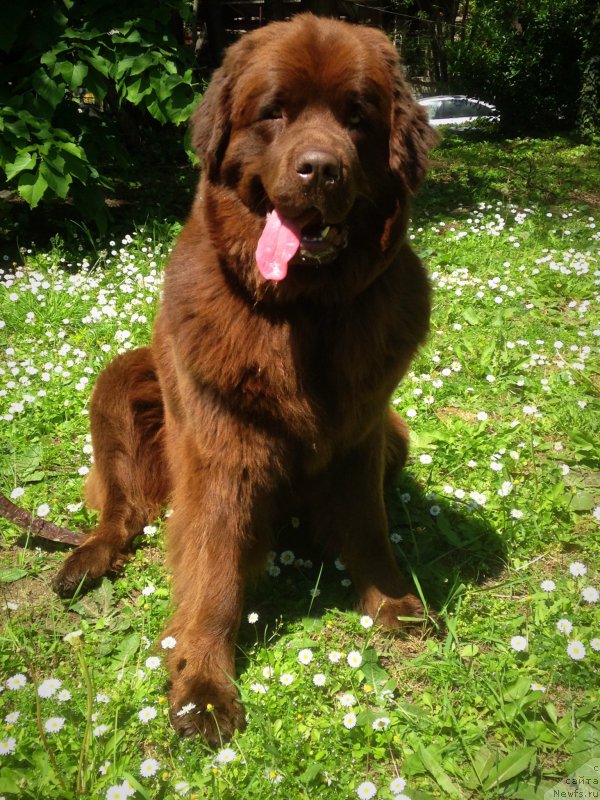 Фото: ньюфаундленд Браунблад МСК Хэппи Тедди (Brownblood MSK Happy Teddy)