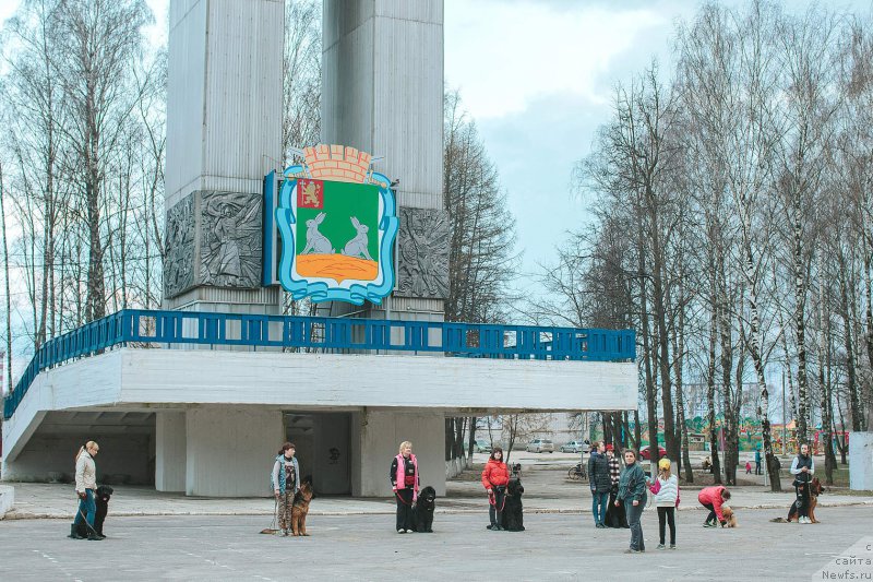 Фото: ньюфаундленд Русская Красавица Нюра