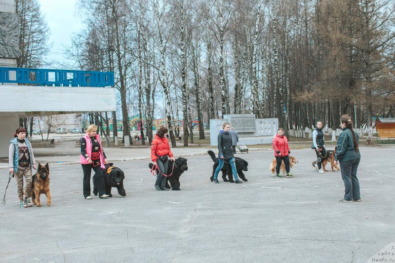Фото: ньюфаундленд Русская Красавица Нюра