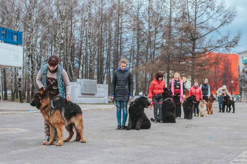 Фото: ньюфаундленд Русская Красавица Нюра