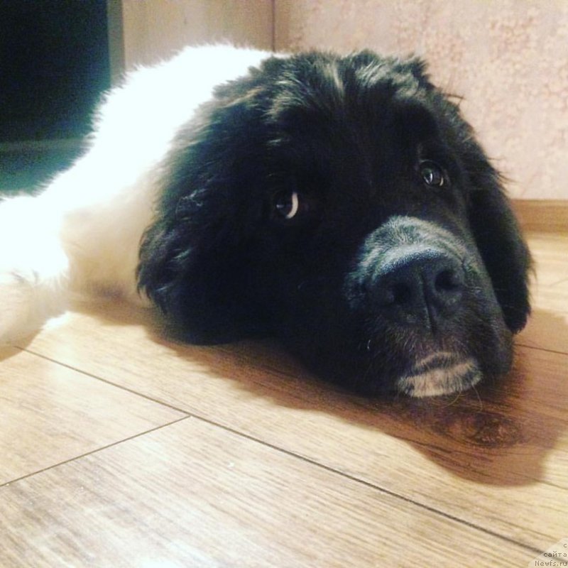 Фото: ньюфаундленд Бенджамин от Карельских Медведей