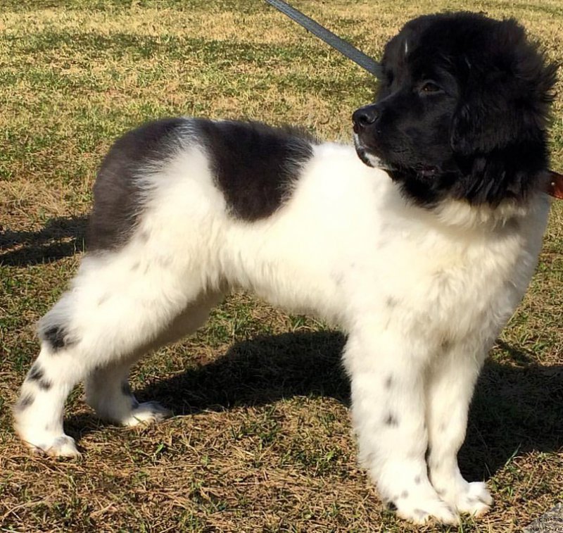 Фото: ньюфаундленд Бенджамин от Карельских Медведей