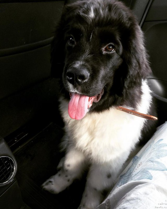 Фото: ньюфаундленд Бенджамин от Карельских Медведей