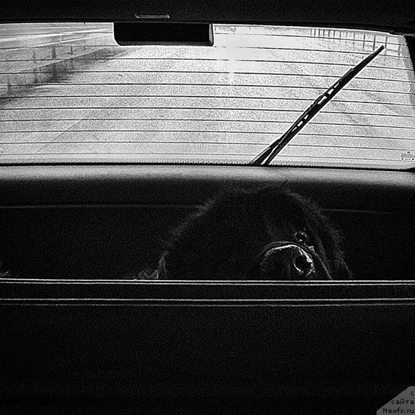 Фото: ньюфаундленд Арион Старинсоул