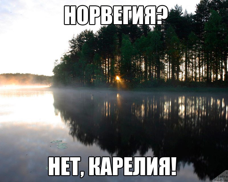 Фото: ньюфаундленд Баффи от Карельских Медведей