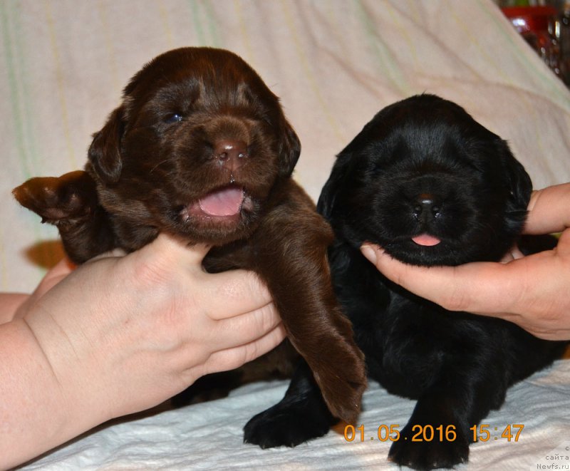 Фото: ньюфаундленд Zhdanny Syn Vialiki Miadzvedz, ньюфаундленд Джаконда