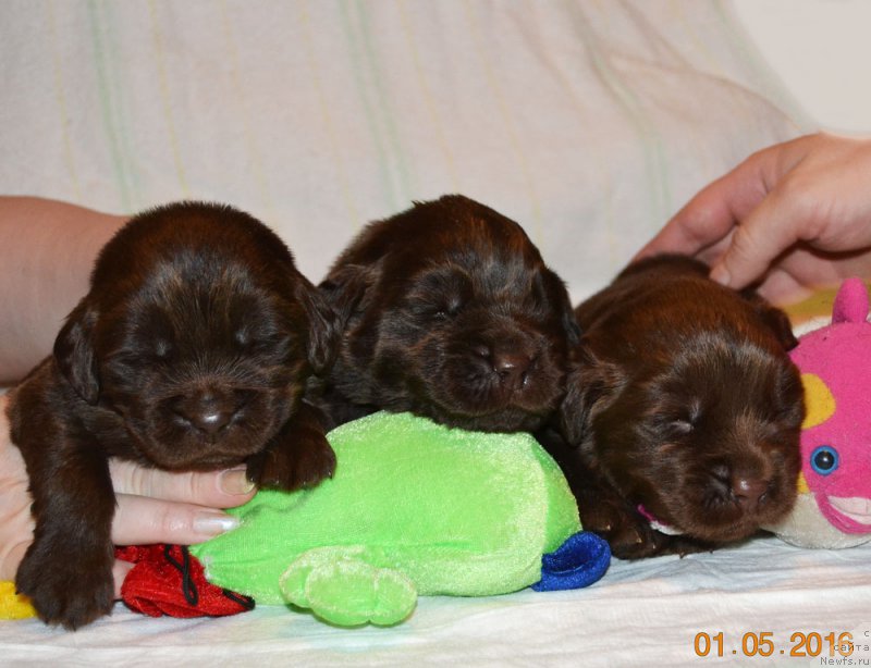 Фото: ньюфаундленд Zhdanny Syn Vialiki Miadzvedz, ньюфаундленд Джаконда