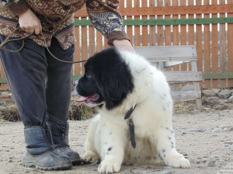 Фото: ньюфаундленд Боярд от Карельских Медведей