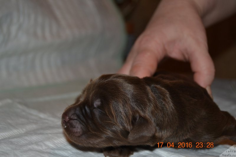 Фото: ньюфаундленд Zhdanny Syn Vialiki Miadzvedz, ньюфаундленд Джаконда