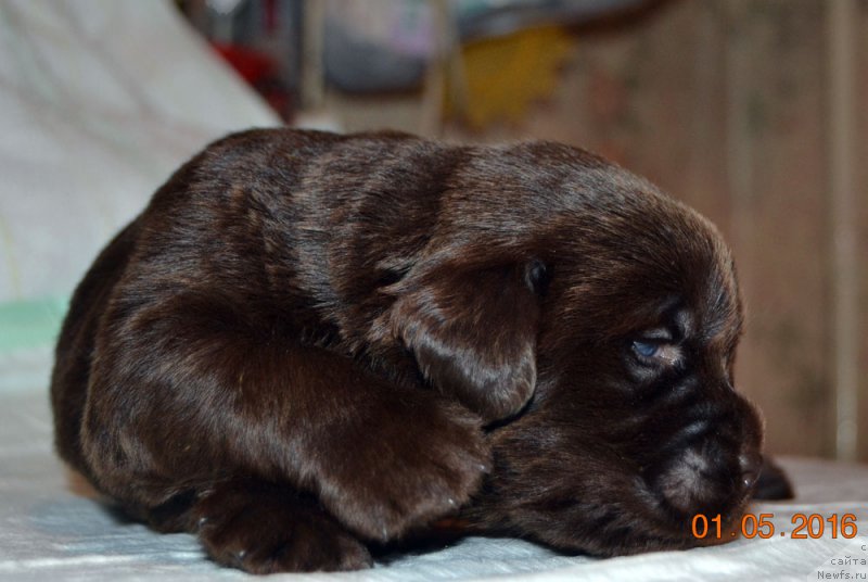 Фото: ньюфаундленд Zhdanny Syn Vialiki Miadzvedz, ньюфаундленд Джаконда