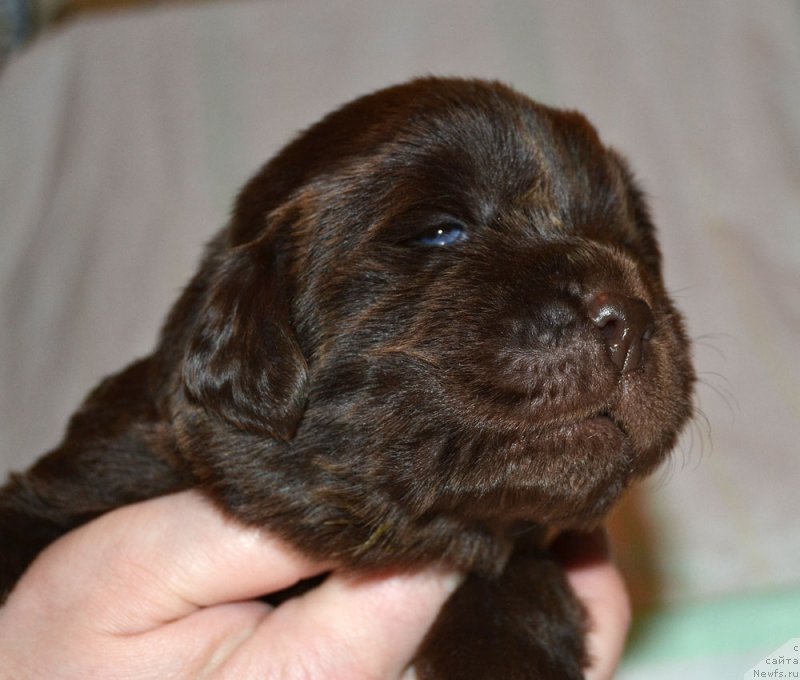 Фото: ньюфаундленд Zhdanny Syn Vialiki Miadzvedz, ньюфаундленд Джаконда