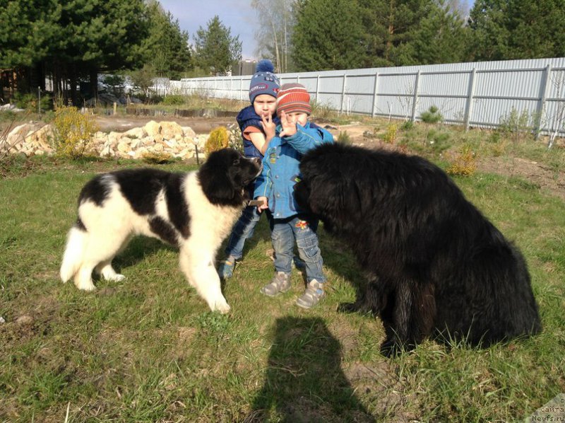 Фото: ньюфаундленд Блестящая Онега от Карельских Медведей