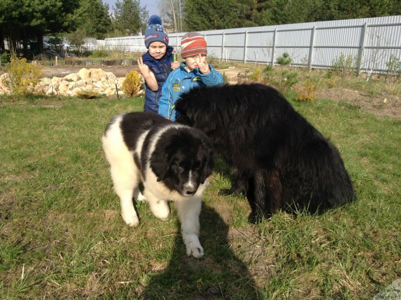 Фото: ньюфаундленд Блестящая Онега от Карельских Медведей