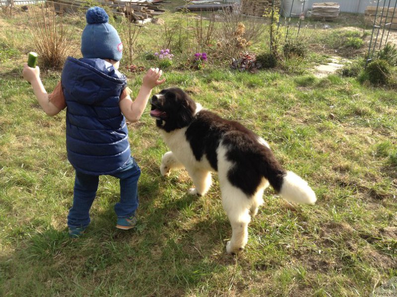 Фото: ньюфаундленд Блестящая Онега от Карельских Медведей