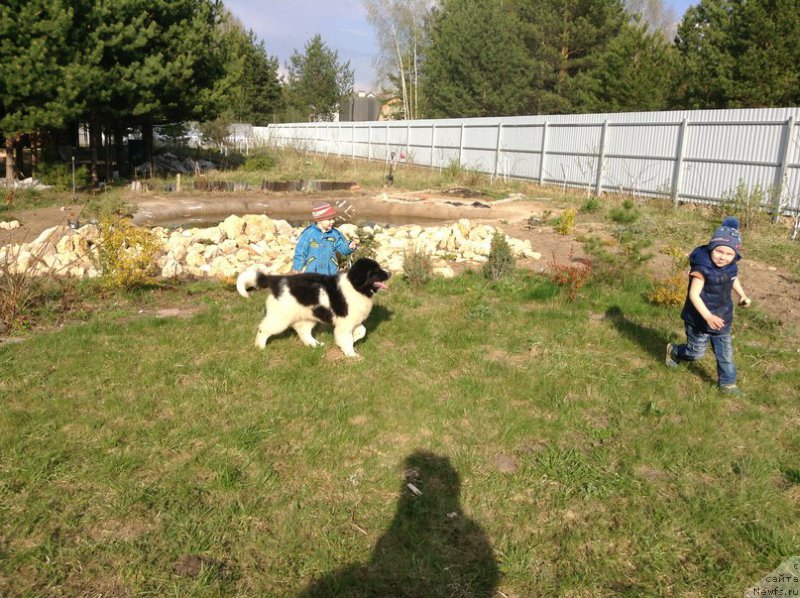 Фото: ньюфаундленд Блестящая Онега от Карельских Медведей