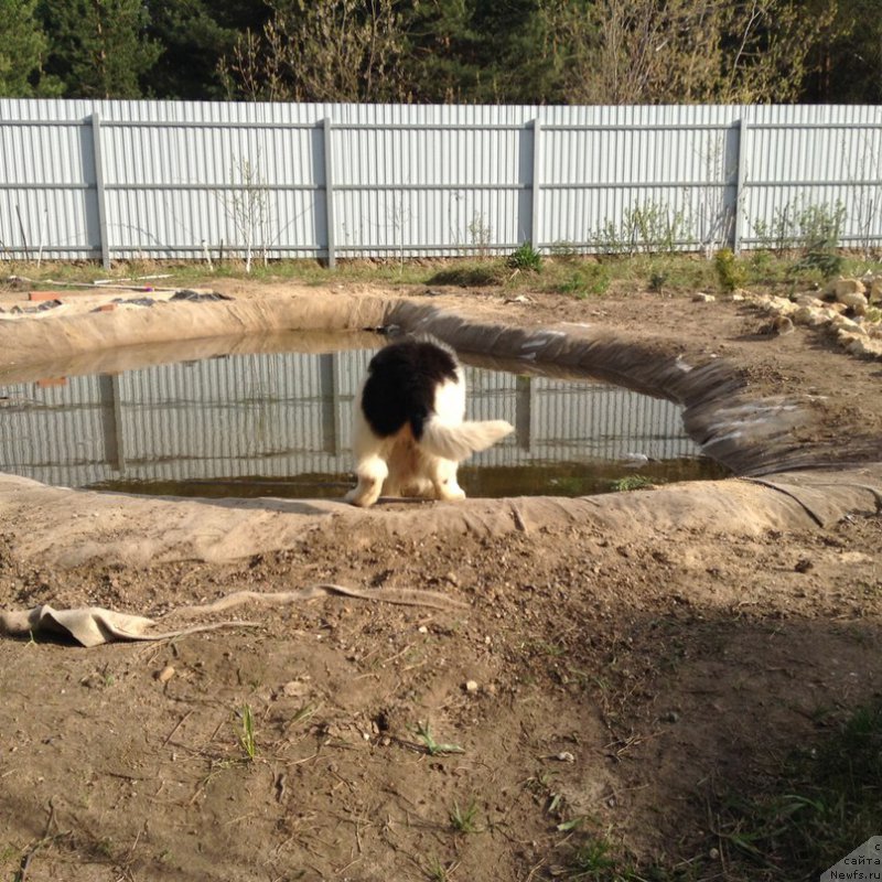Фото: ньюфаундленд Блестящая Онега от Карельских Медведей