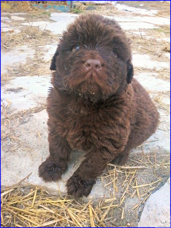 Фото: ньюфаундленд Браунблад МСК Хаким Голд Хайдар (Brownblood MSK Hakim Gold Haydar), ньюфаундленд Ньюфорт Тайм'с Голд Алекса, мальчик красная ленточка