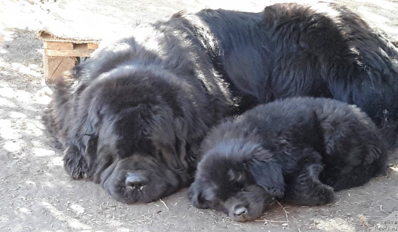 Фото: ньюфаундленд Cristalmar Cadeaux de Noel, ньюфаундленд Уотертон-Лейкс Беар Нау энд Форевер Жаде (Waterton-Lakes Bear Now and Forever Zhade)