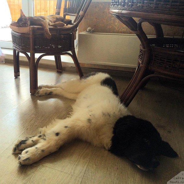 Фото: ньюфаундленд Бенджамин от Карельских Медведей