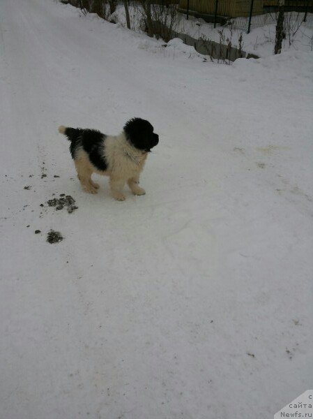 Фото: ньюфаундленд Бавария от Карельских Медведей