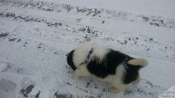 Фото: ньюфаундленд Бавария от Карельских Медведей