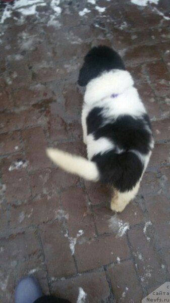 Фото: ньюфаундленд Бавария от Карельских Медведей