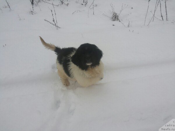 Фото: ньюфаундленд Бавария от Карельских Медведей