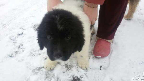 Фото: ньюфаундленд Бавария от Карельских Медведей