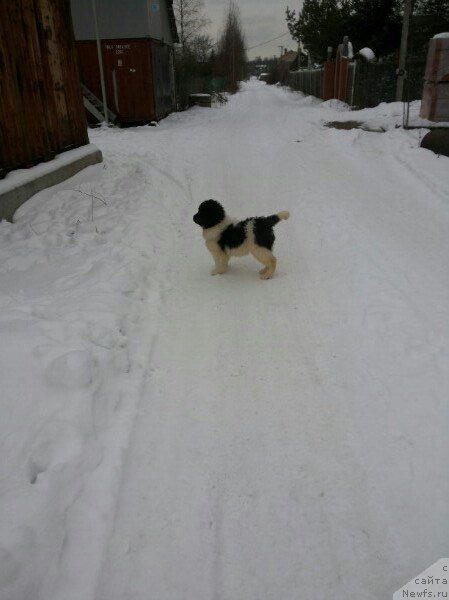 Фото: ньюфаундленд Бавария от Карельских Медведей