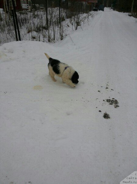 Фото: ньюфаундленд Бавария от Карельских Медведей