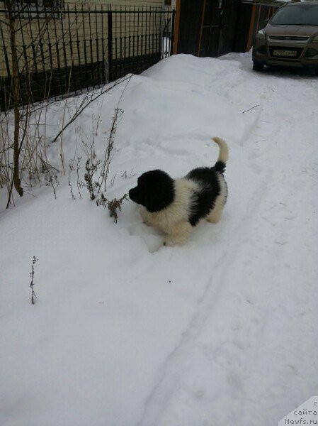 Фото: ньюфаундленд Бавария от Карельских Медведей