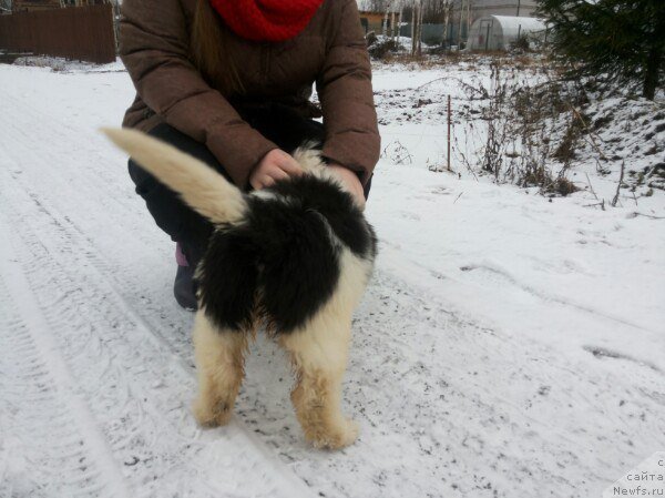 Фото: ньюфаундленд Бавария от Карельских Медведей