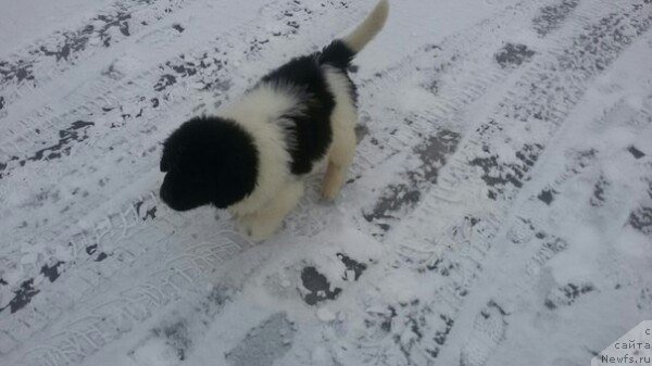 Фото: ньюфаундленд Бавария от Карельских Медведей