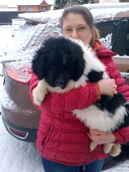 Фото: ньюфаундленд Бавария от Карельских Медведей