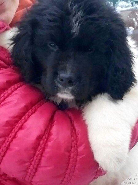 Фото: ньюфаундленд Бавария от Карельских Медведей