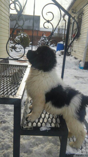 Фото: ньюфаундленд Бавария от Карельских Медведей