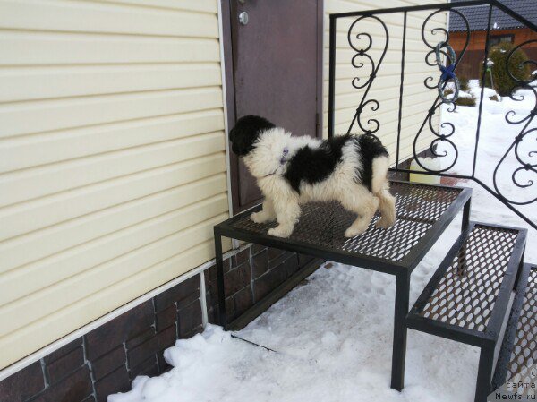 Фото: ньюфаундленд Бавария от Карельских Медведей