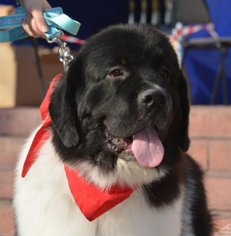 Фото: Наталья Якимова, ньюфаундленд Гордон Инг'л Перикльз фром Рашн Беар