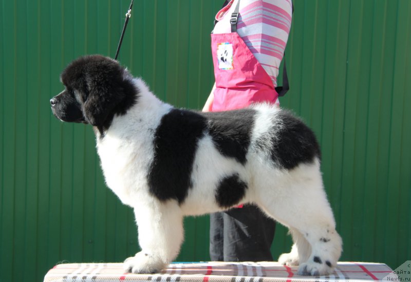 Фото: ньюфаундленд Oukaya Forever Le Grand Ami for-Akvian Song