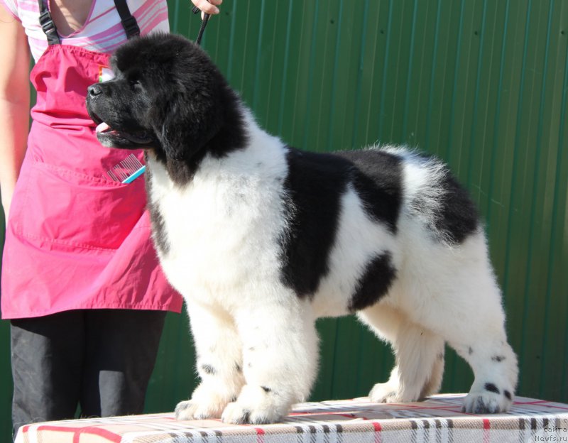 Фото: ньюфаундленд Oukaya Forever Le Grand Ami for-Akvian Song