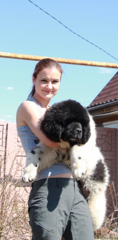 Фото: ньюфаундленд Oukaya Forever Le Grand Ami for-Akvian Song