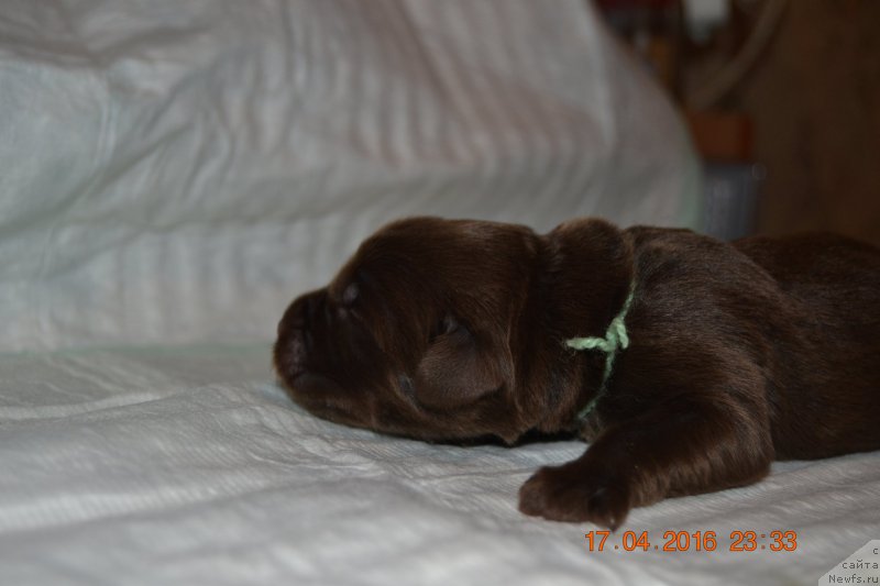 Фото: ньюфаундленд Zhdanny Syn Vialiki Miadzvedz, ньюфаундленд Джаконда